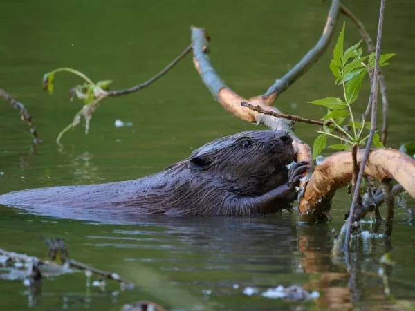 Governo do Reino Unido permitirá soltura de castores selvagens para recuperação da natureza