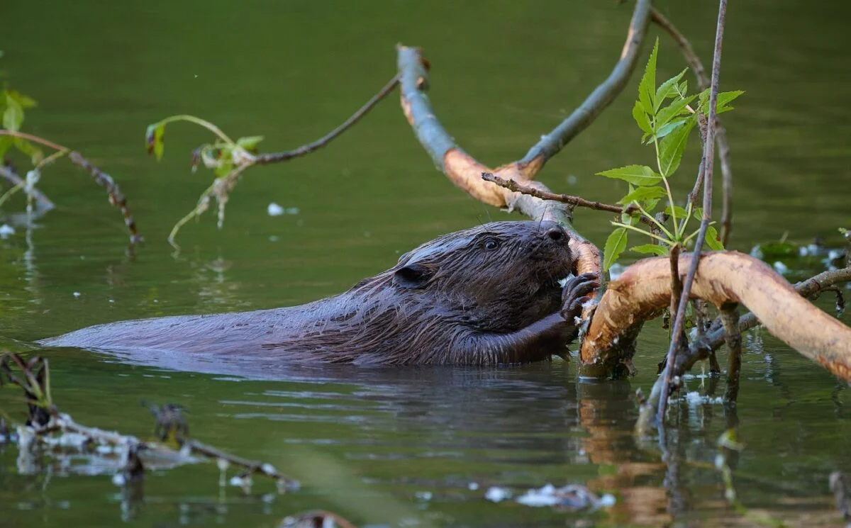 Governo do Reino Unido permitirá soltura de castores selvagens para recuperação da natureza