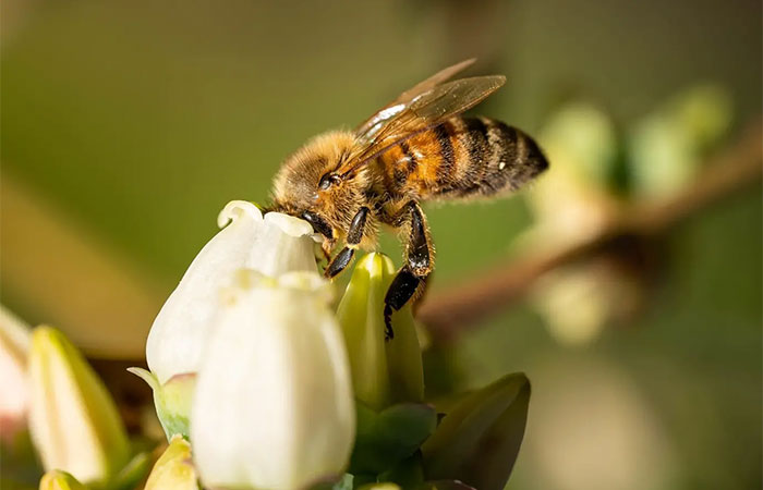 Abelhas, peixes e plantas mostram como o ritmo acelerado das mudanças climáticas está perturbando a natureza de duas maneiras principais