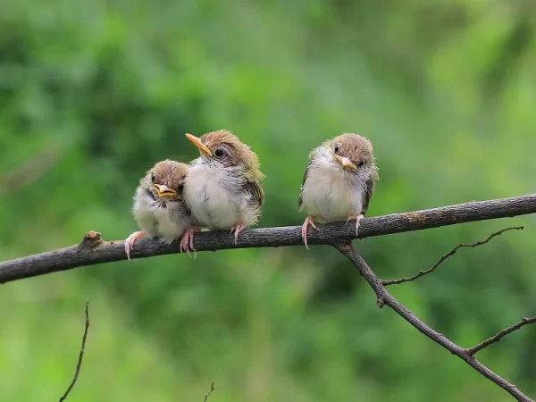Pássaros fazem amizade e trocam favores, revela estudo