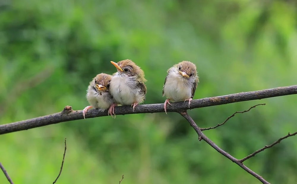 Pássaros fazem amizade e trocam favores, revela estudo