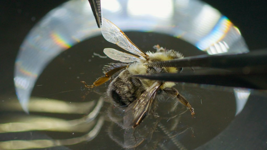 Lente do Tempo: Abelhas Amortecedoras assista ao vídeo