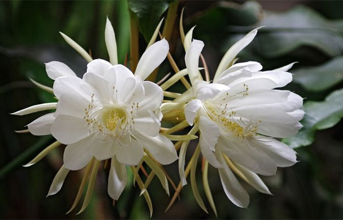 Por que a dama-da-noite solta perfume em horário noturno?