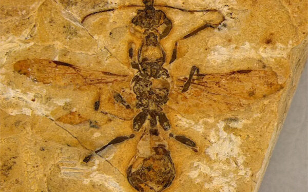 Fossil de formiga mais antigo do mundo é achado no Nordeste