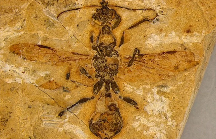 Fossil de formiga mais antigo do mundo é achado no Nordeste