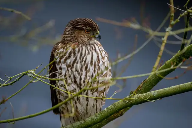 Gavião usa carros no trânsito para se esconder e surpreender presas, diz estudo