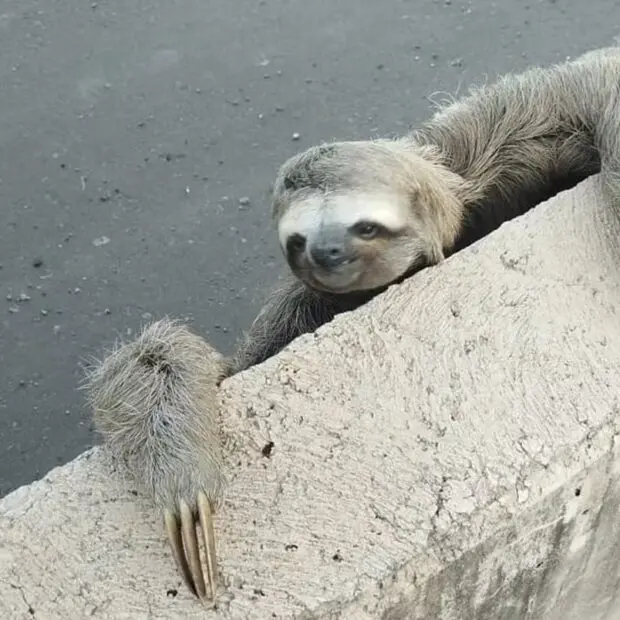 Cresce o número de resgates de bichos-preguiça em áreas urbanas do DF