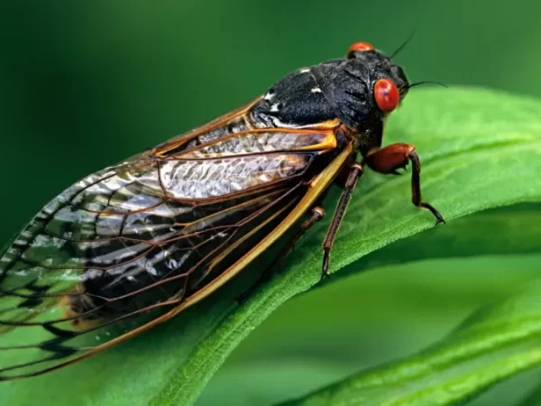 Cigarras que emergem do solo a cada 17 anos ressurgem nos Estados Unidos e intrigam cientistas