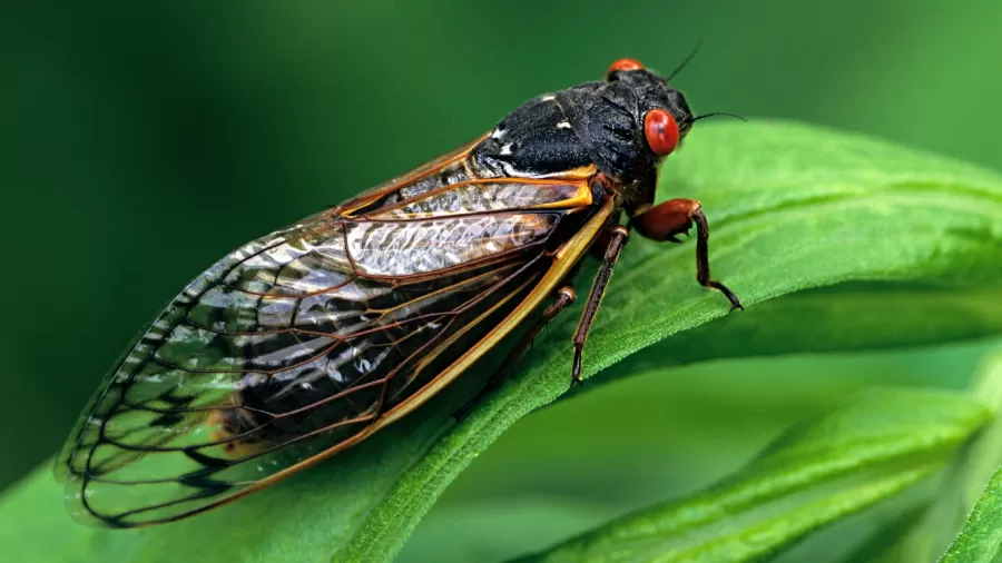 Cigarras que emergem do solo a cada 17 anos ressurgem nos Estados Unidos e intrigam cientistas