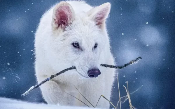 Cientista agora admite que volta de lobo extinto é falsa