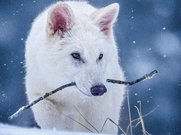 Cientista agora admite que volta de lobo extinto é falsa