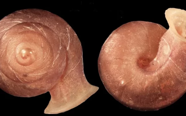 Descoberta Impressionante: 46 Novas Espécies de Microcaracóis no Sudeste Asiático