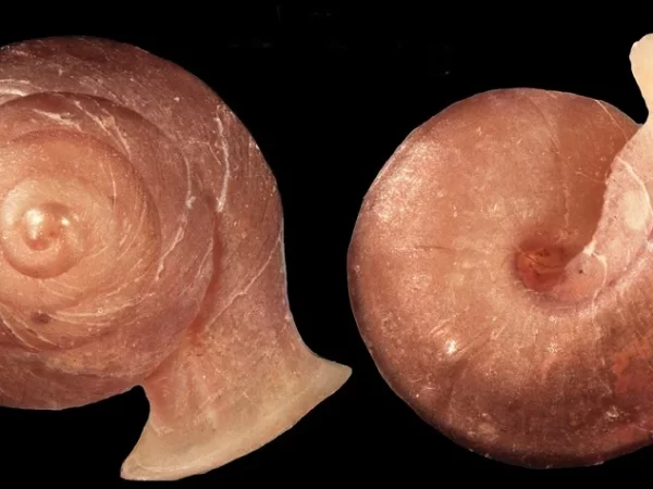 Descoberta Impressionante: 46 Novas Espécies de Microcaracóis no Sudeste Asiático