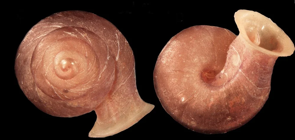 Descoberta Impressionante: 46 Novas Espécies de Microcaracóis no Sudeste Asiático