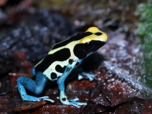 Após 13 anos, cientistas encontram mini sapo monogâmico da Amazônia