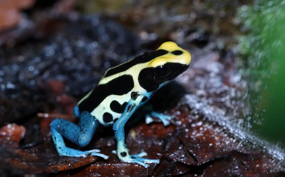Após 13 anos, cientistas encontram mini sapo monogâmico da Amazônia