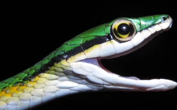 Descoberta de Nova Espécie de Cobra-Papagaio no Cerrado: Um Marco para a Biodiversidade Brasileira