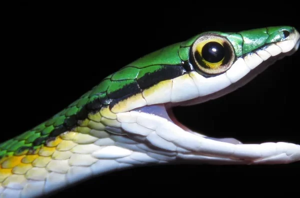 Descoberta de Nova Espécie de Cobra-Papagaio no Cerrado: Um Marco para a Biodiversidade Brasileira