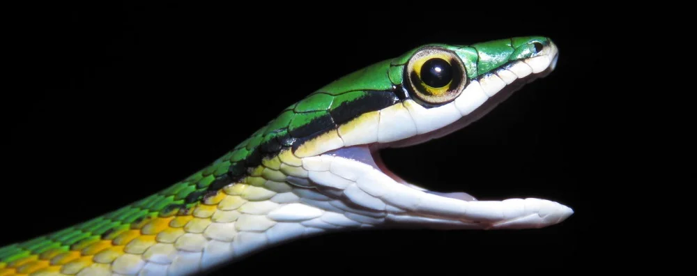 Descoberta de Nova Espécie de Cobra-Papagaio no Cerrado: Um Marco para a Biodiversidade Brasileira