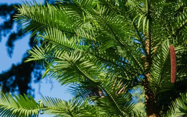 Planta pré-histórica da era dos dinossauros ainda existe