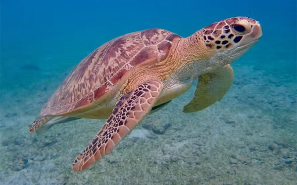 Pesquisa global traz boas notícias sobre a preservação de tartarugas marinhas