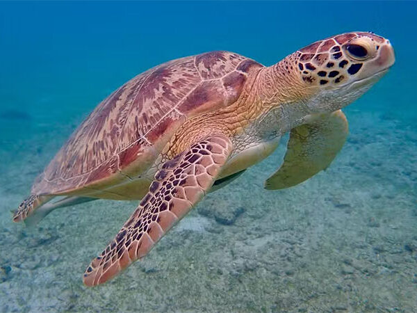 Pesquisa global traz boas notícias sobre a preservação de tartarugas marinhas