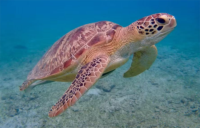 Pesquisa global traz boas notícias sobre a preservação de tartarugas marinhas
