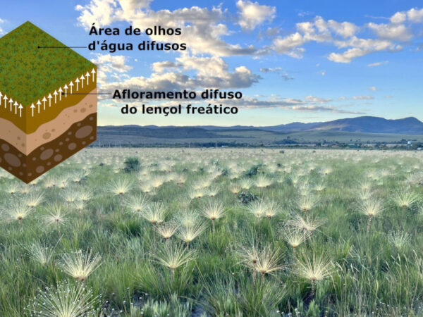 Campos úmidos do Cerrado são legalmente protegidos, mas estão esquecidos na prática