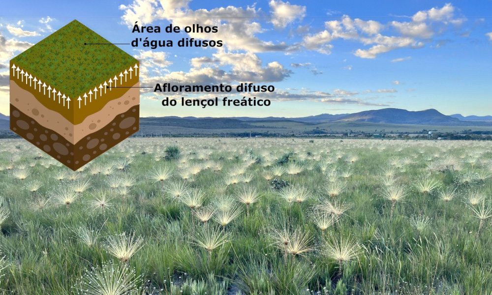 Campos úmidos do Cerrado são legalmente protegidos, mas estão esquecidos na prática
