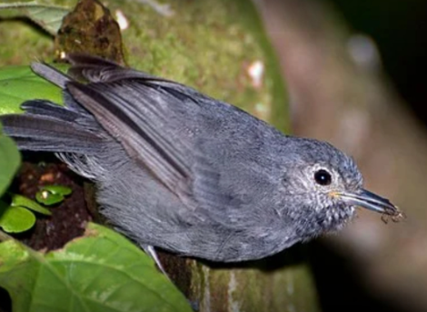Ave endêmica da Mata Atlântica, Choquinha-de-Alagoas está à beira da extinção
