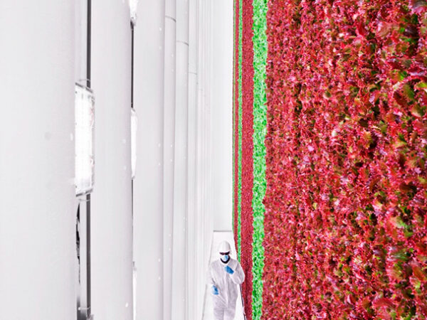 Primeira fazenda vertical do mundo usa IA para cultivar frutas e verduras