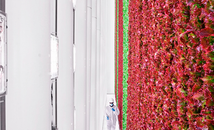 Primeira fazenda vertical do mundo usa IA para cultivar frutas e verduras