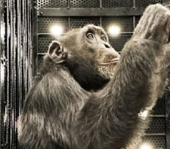 Chimpanzé vítima de narcotraficantes recebe refúgio no Brasil