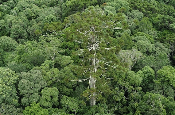 Araucária gigante de 700 anos que tombou em temporal é clonada no Paraná