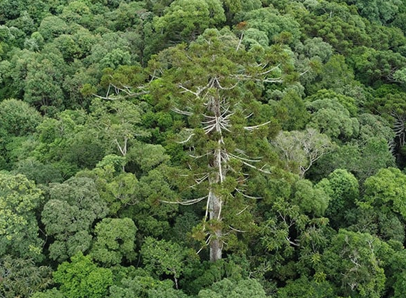 Araucária gigante de 700 anos que tombou em temporal é clonada no Paraná