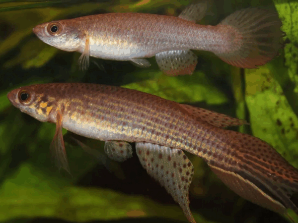 Cientistas descobrem espécie de peixe que vive solitária na Amazônia