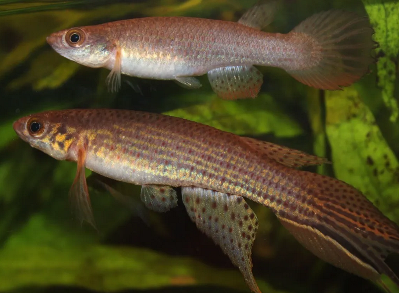 Cientistas descobrem espécie de peixe que vive solitária na Amazônia