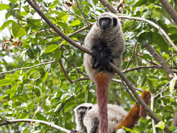 Os dois macacos brasileiros entre os mais ameaçados do mundo