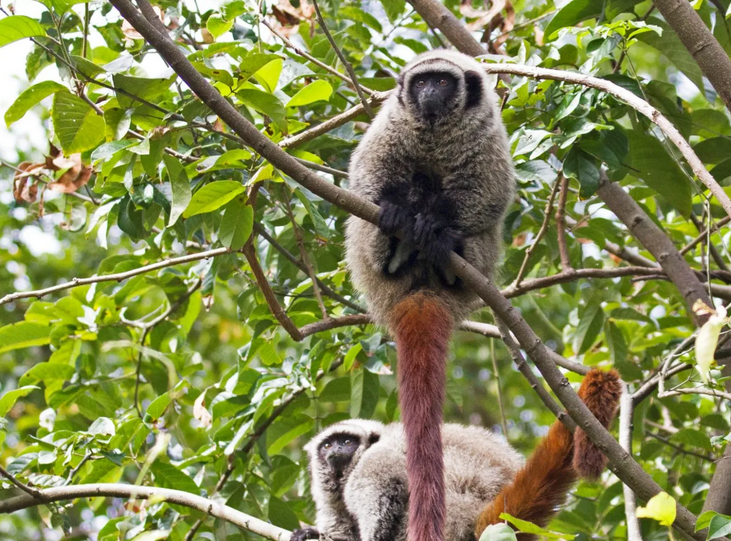 Os dois macacos brasileiros entre os mais ameaçados do mundo