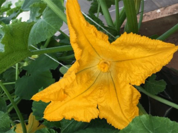 Secas podem reduzir valor calórico do néctar das flores em até 95%, aponta estudo