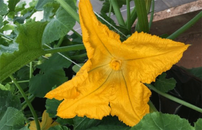 Secas podem reduzir valor calórico do néctar das flores em até 95%, aponta estudo