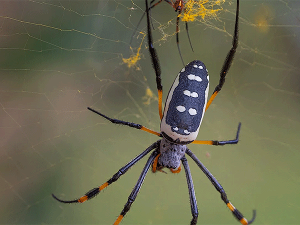 Quantas espécies de aranha existem na Terra? A resposta da ciência é surpreendente