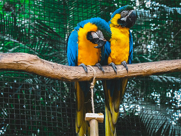 Tráfico de animais silvestres é o 3º maior contrabando do mundo