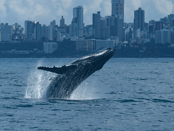 Jubartes iniciam espetáculo anual de vida no litoral baiano