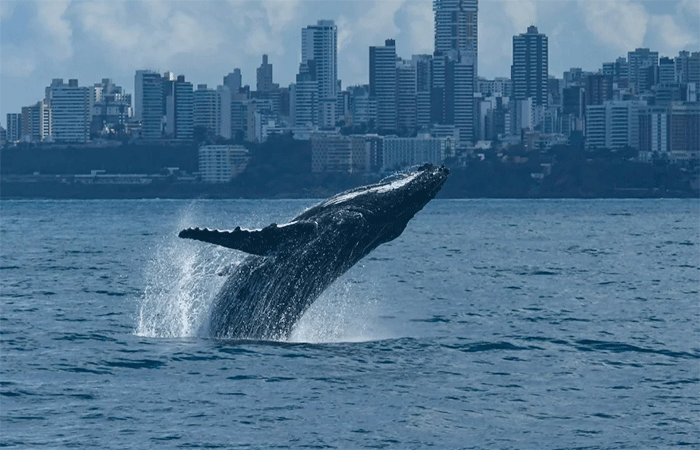 Jubartes iniciam espetáculo anual de vida no litoral baiano