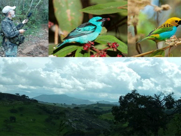 Histórico de incêndios ameaça a biodiversidade até mesmo em florestas que não pegaram fogo