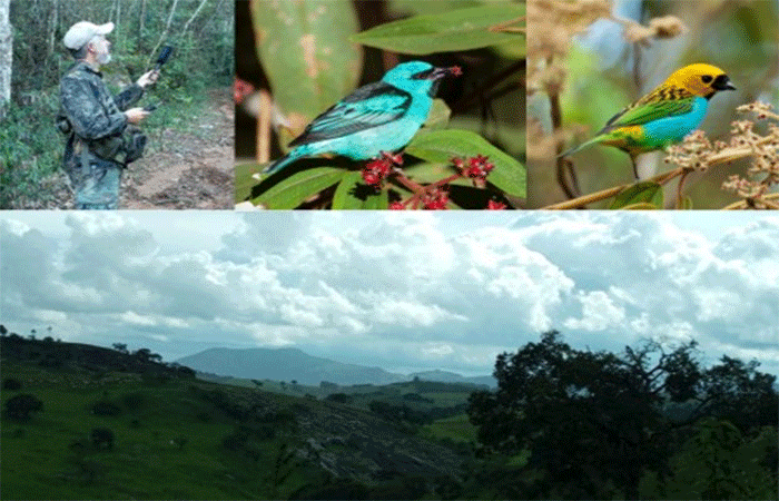 Histórico de incêndios ameaça a biodiversidade até mesmo em florestas que não pegaram fogo
