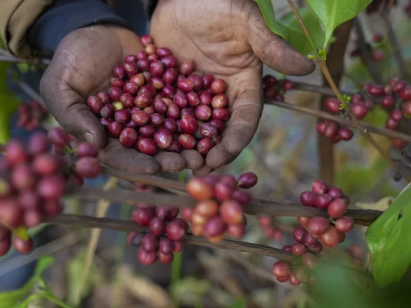 À medida que o aquecimento do clima afeta as plantações de café, este grão raro pode um dia ser a sua bebida