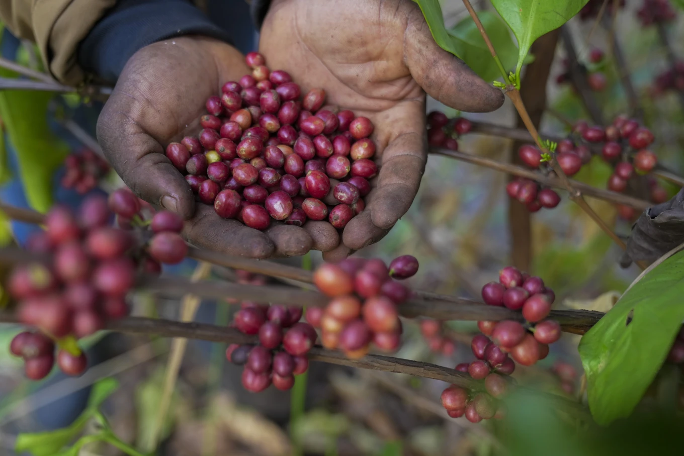 À medida que o aquecimento do clima afeta as plantações de café, este grão raro pode um dia ser a sua bebida