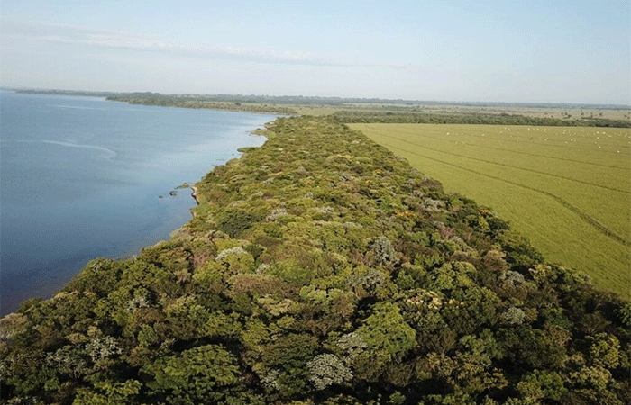 Mapas destacam regiões-chave para reflorestamento